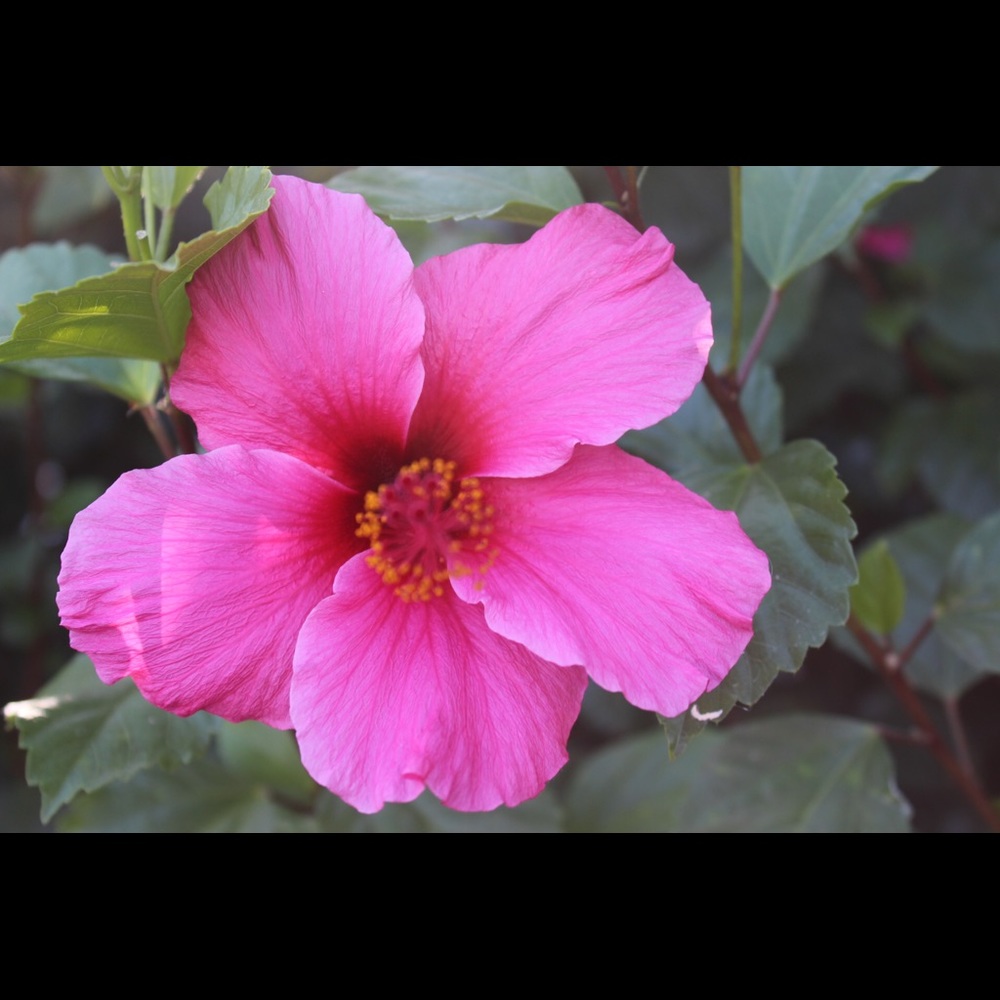 Meet your Posher, Arianna